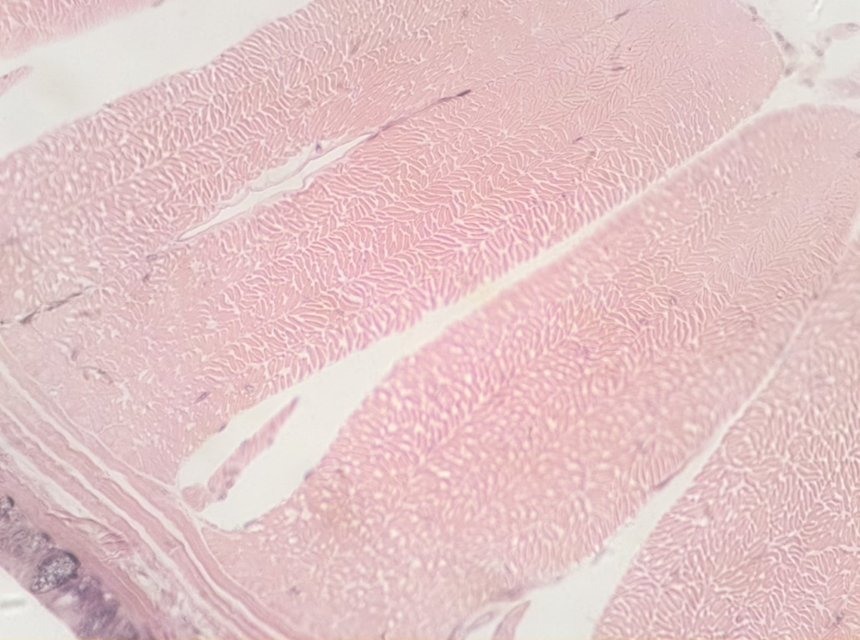 Micrograph of invertebrate tissue