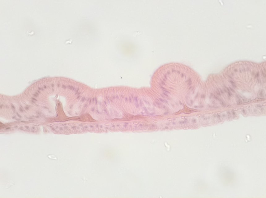 Micrograph of invertebrate internal tissue